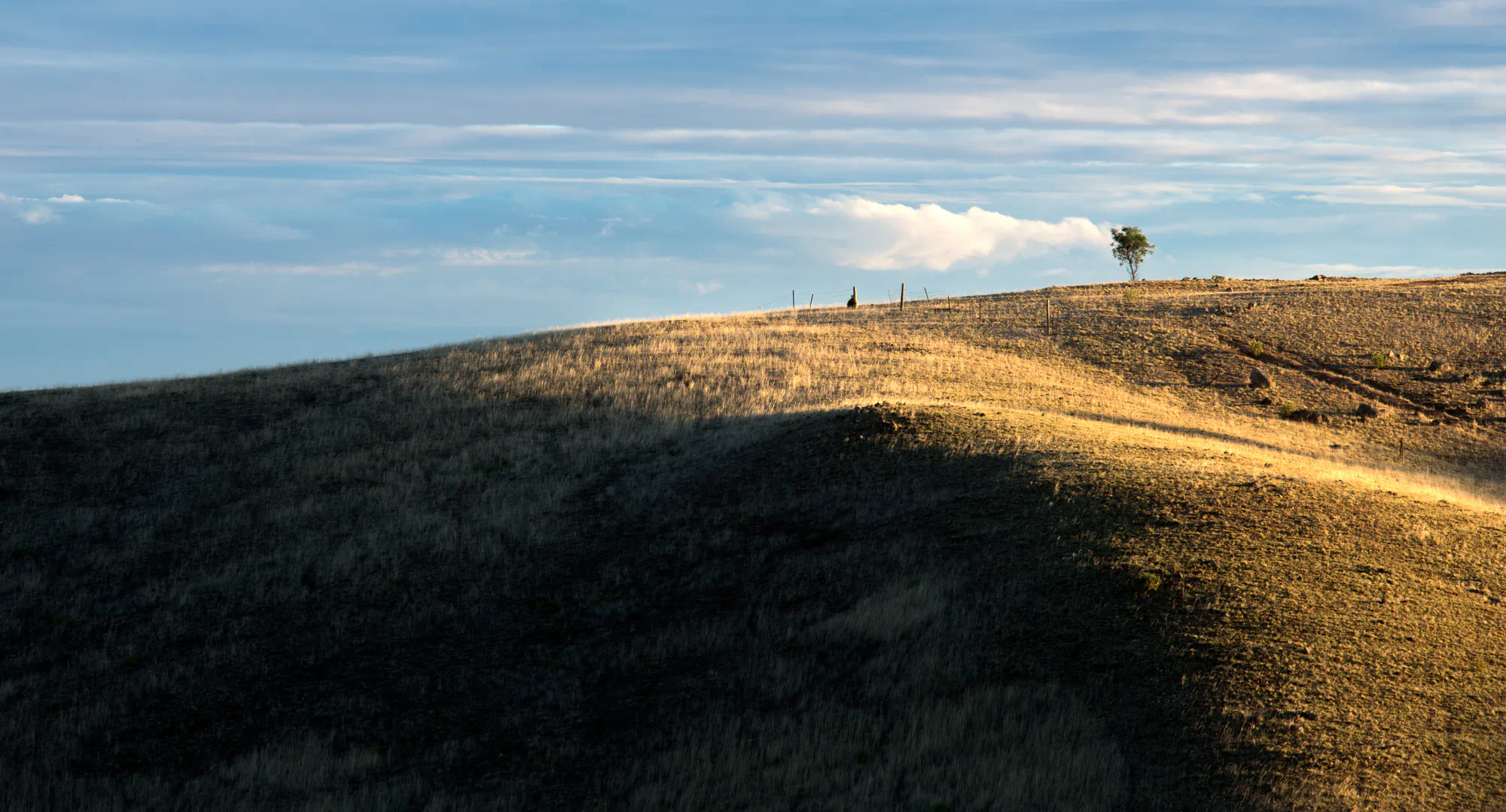 tree on a hill